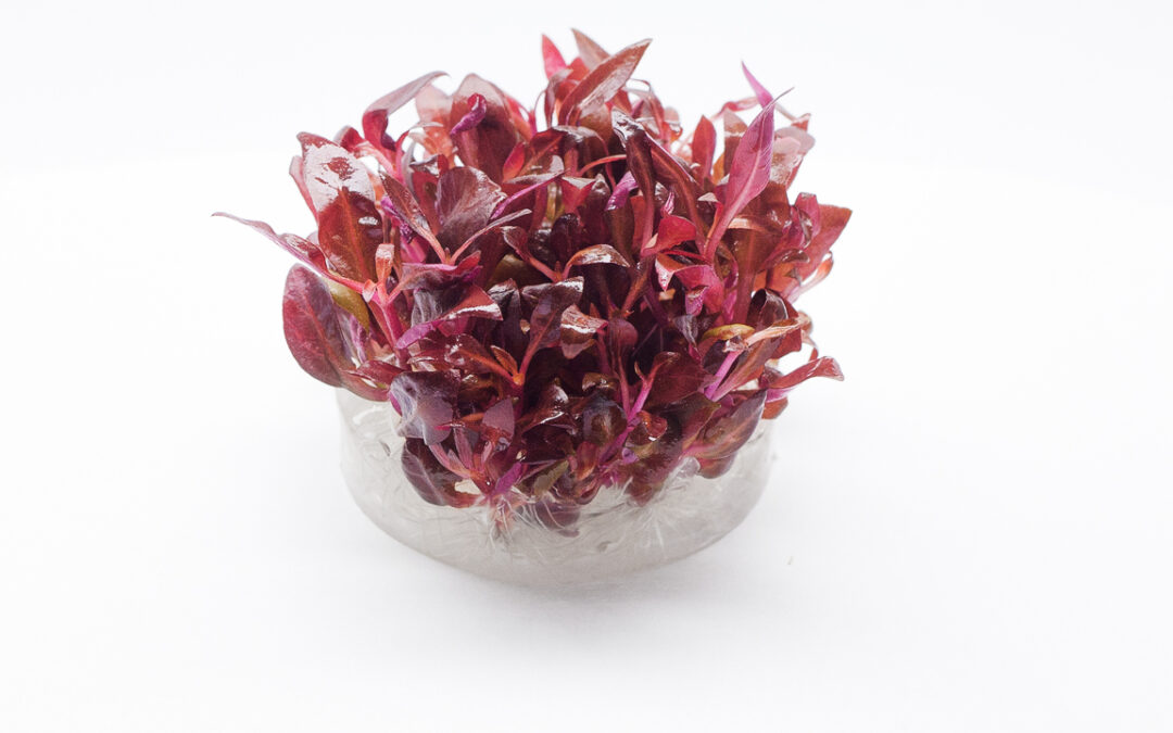 Alternanthera reineckii Mini